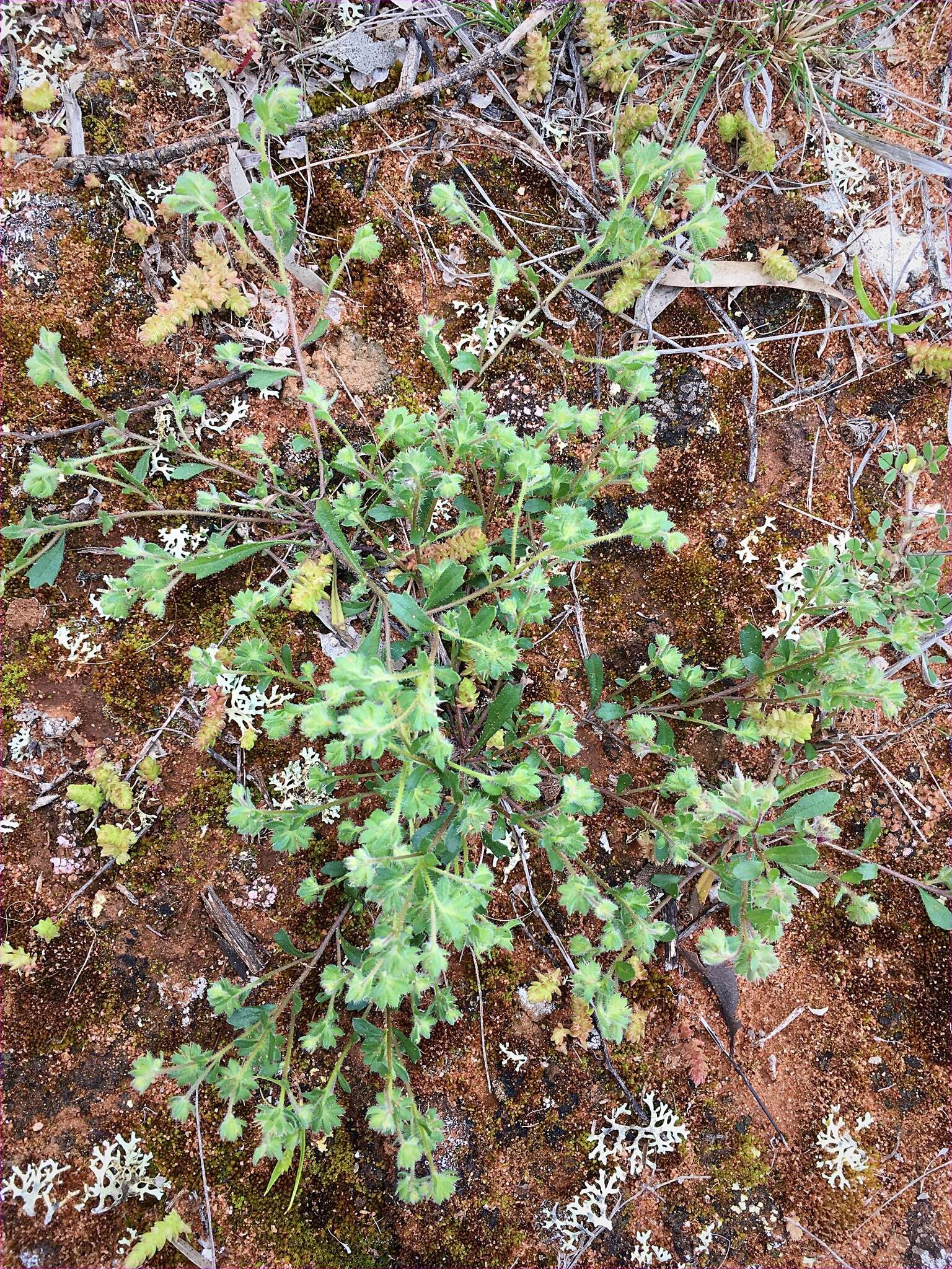 Image of Calotis hispidula (F. Müll.) F. Müll.