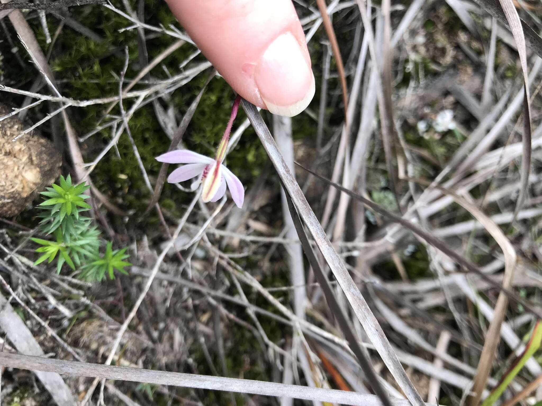 Caladenia fuscata (Rchb. fil.) M. A. Clem. & D. L. Jones的圖片