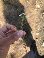 Image of sticky western rosinweed