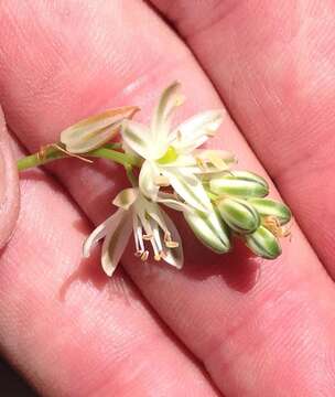 Image of Albuca virens subsp. virens