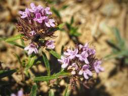 صورة Thymus callieri Borbás ex Velen.