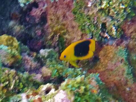 Image of Angelfish