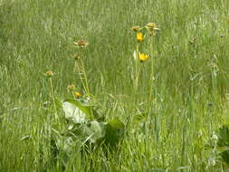 Image of deltoid balsamroot