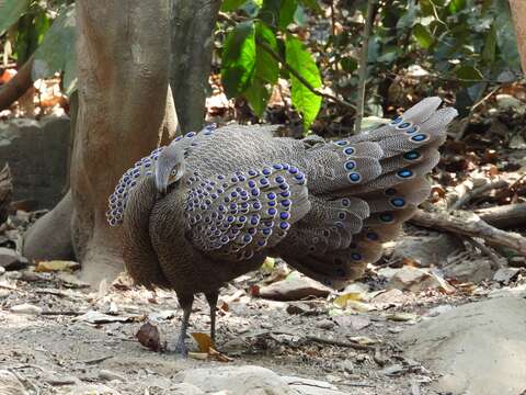 Image of Grey Peacock Pheasant