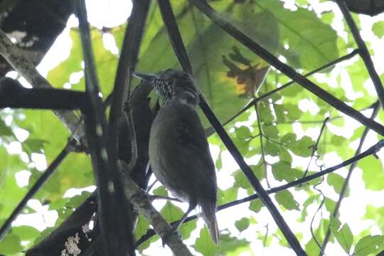 Image of Checker-throated Antwren