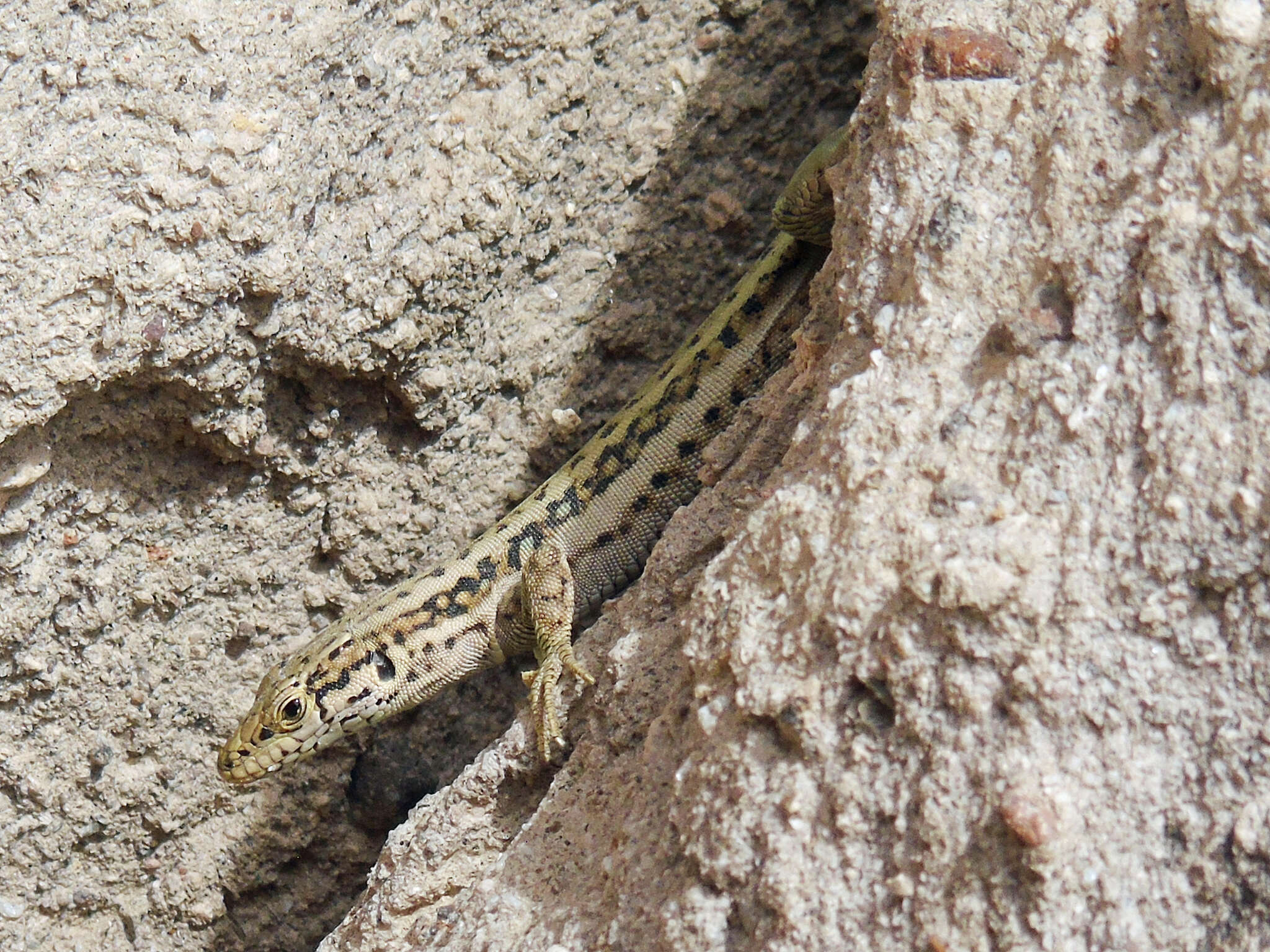 Image of Anatolian Lizard