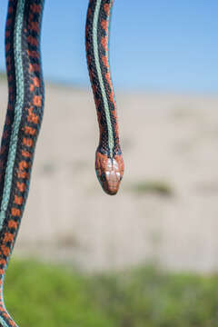 Image of Thamnophis sirtalis infernalis (Blainville 1835)