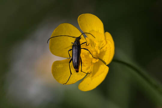 Image of small black longhorn beetle