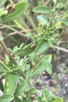 Image of Goatweed