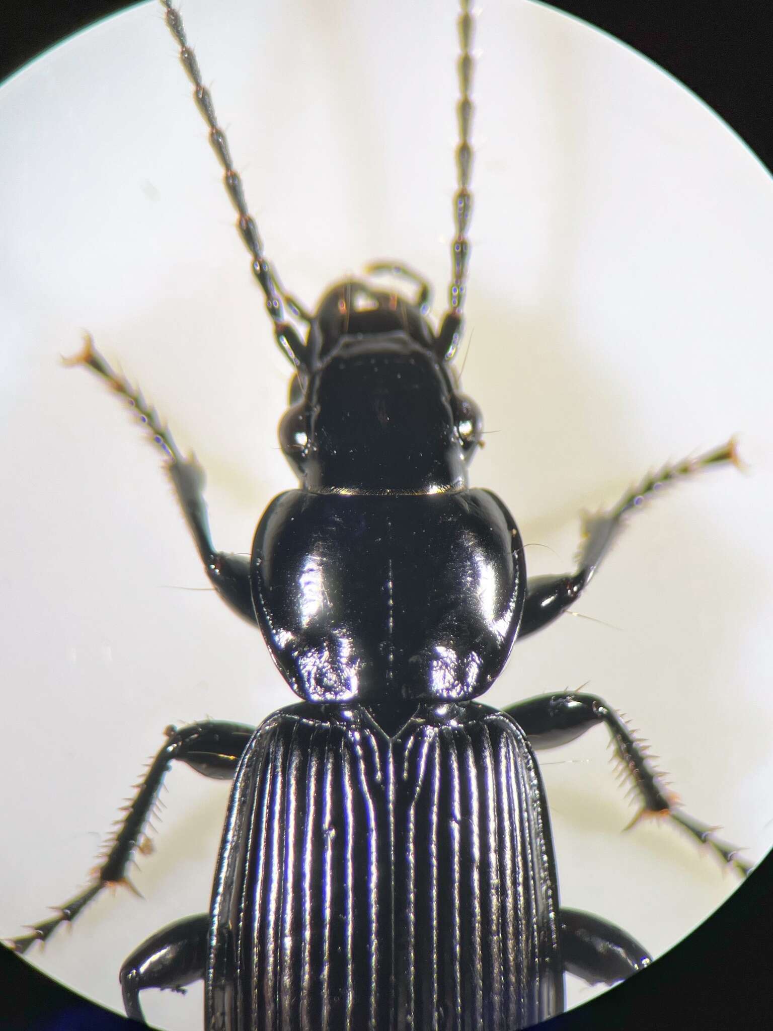 Image of Pterostichus (Eosteropus) aethiops (Panzer 1796)