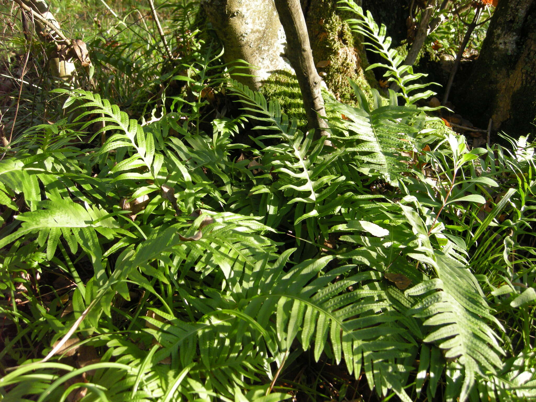 Polypodium cambricum L.的圖片