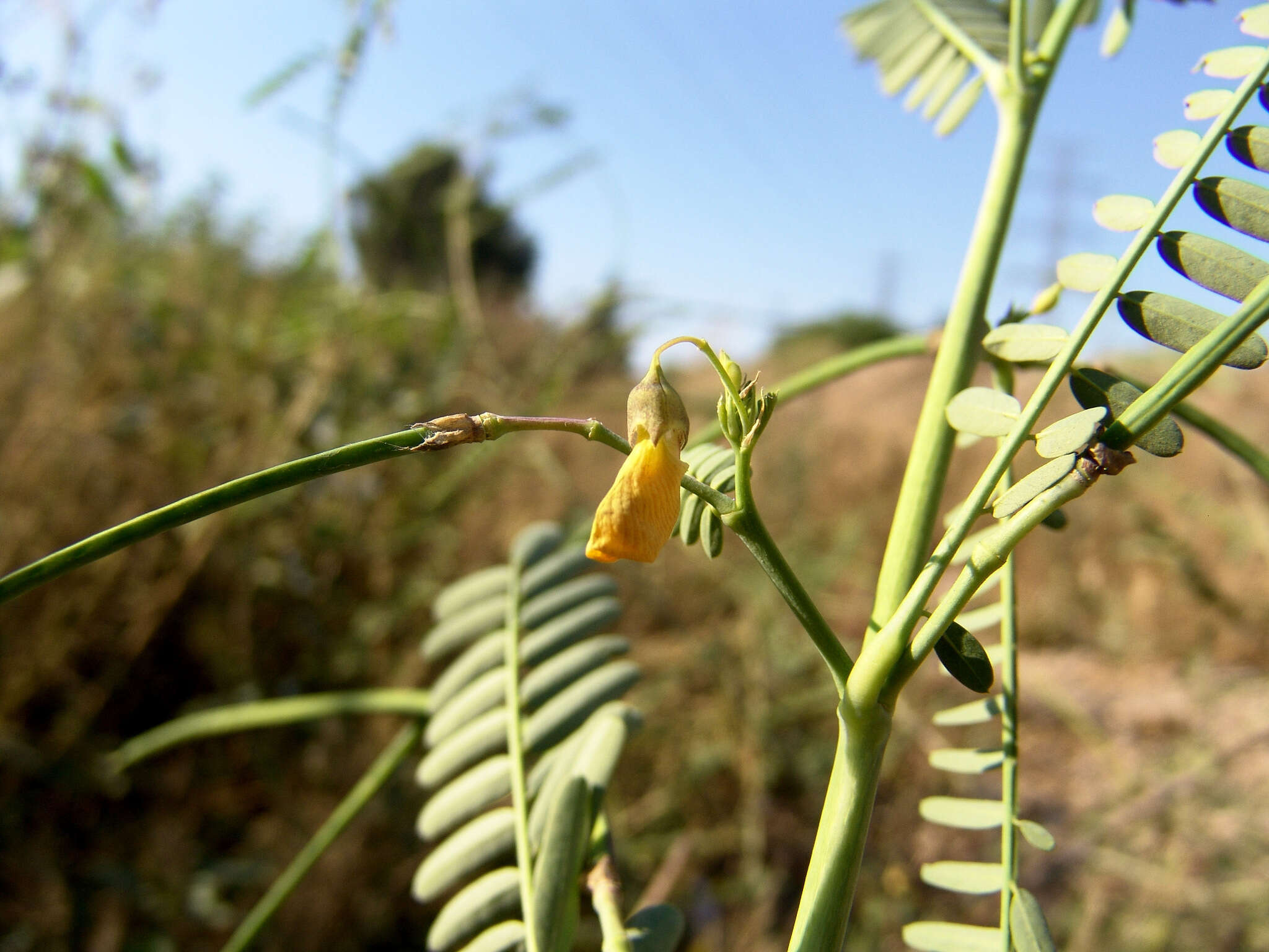 Image of Egyptian riverhemp