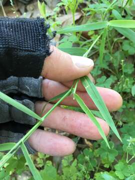 Image of Lindheimer panicgrass