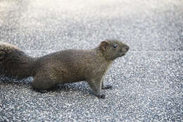 Image de Callosciurus erythraeus thaiwanensis (Bonhote 1901)