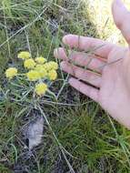 Image of leafy wildparsley