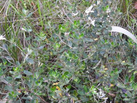 Image of Olearia myrsinoides (Labill.) F. Müll.