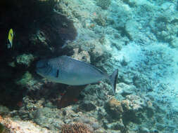 Image of Bulbnose Unicornfish