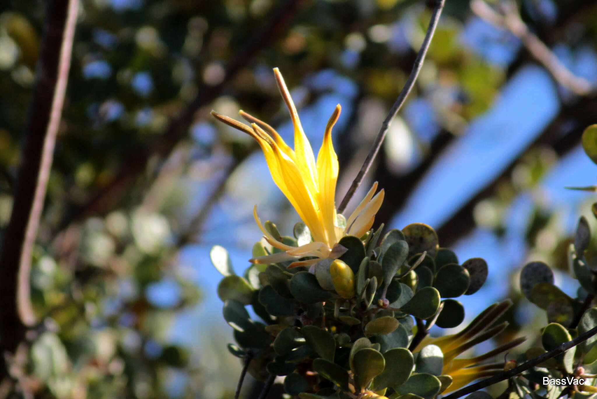 Image of Lambertia inermis R. Br.