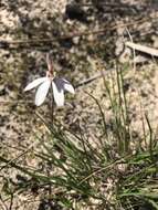 Caladenia fuscata (Rchb. fil.) M. A. Clem. & D. L. Jones的圖片