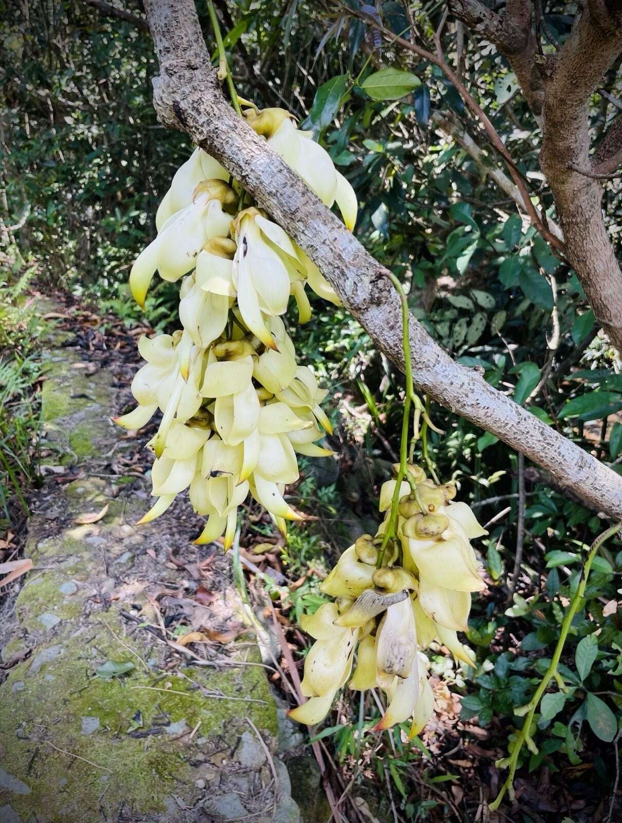 Слика од Mucuna birdwoodiana Tutcher