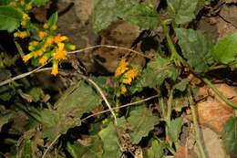 Image of Mexican Flame Vine