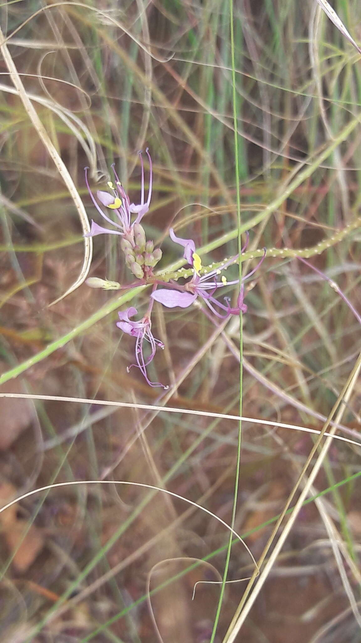 Слика од Sieruela maculata (Sond.) Roalson & J. C. Hall