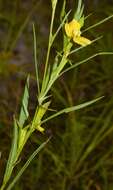 Image de Ludwigia linearis Walt.