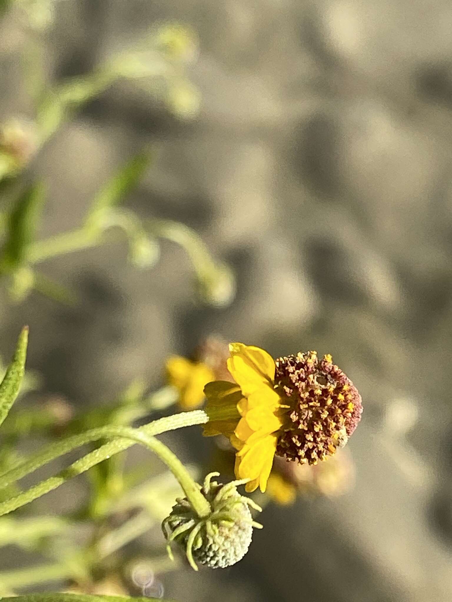 Plancia ëd Helenium microcephalum DC.