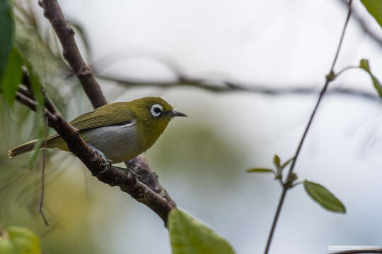 Image of Green-backed White-eye