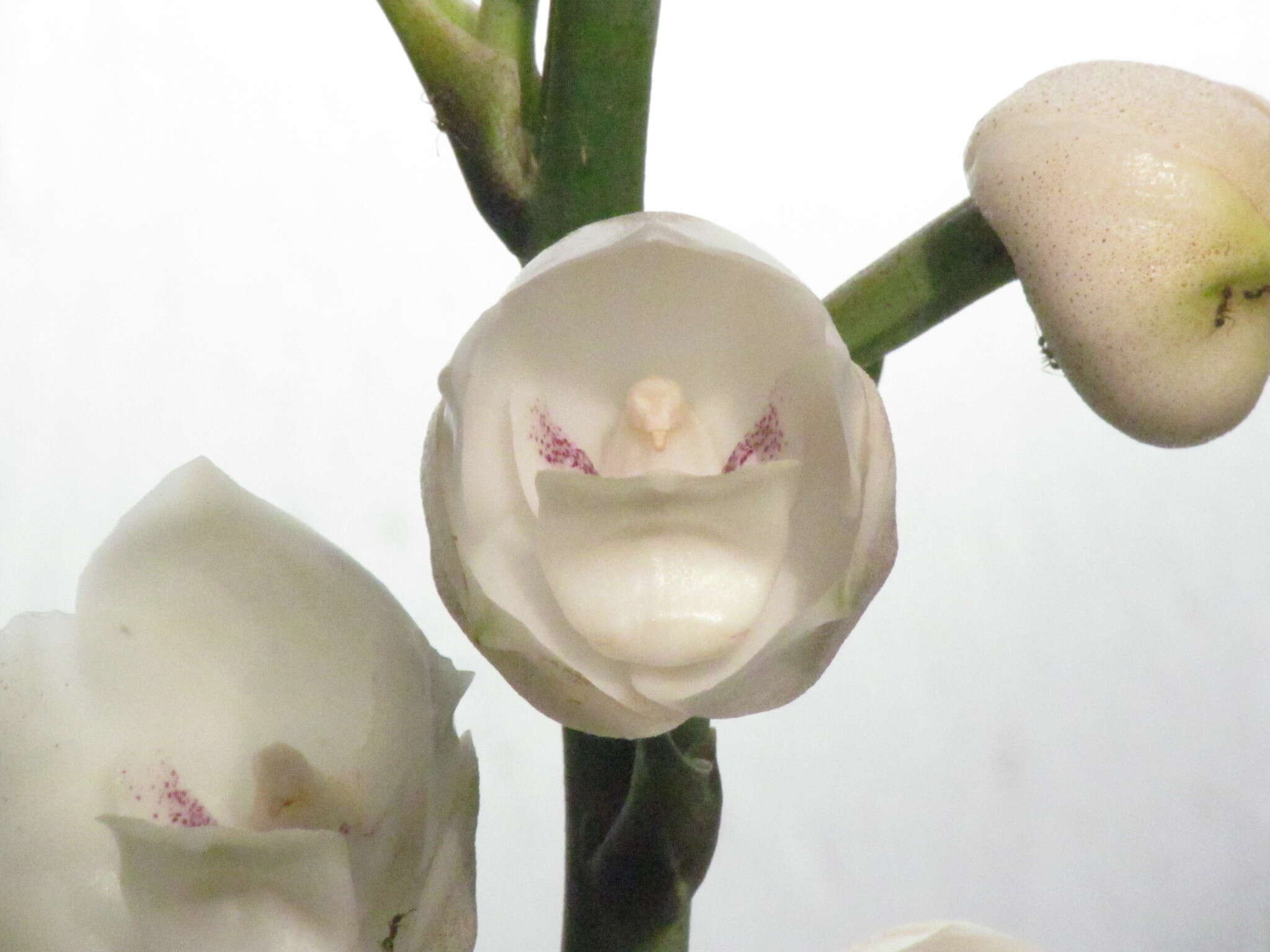 Image of Dove orchid