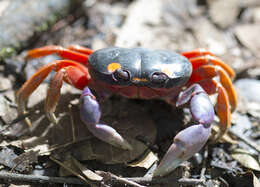 Image of Mexican Land Crab