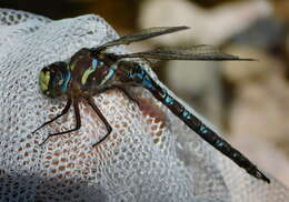 Image of Riffle Darner