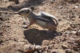 Image of white-tailed antelope squirrel