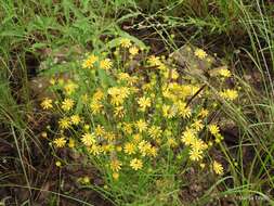 Image of Wright's snakeweed