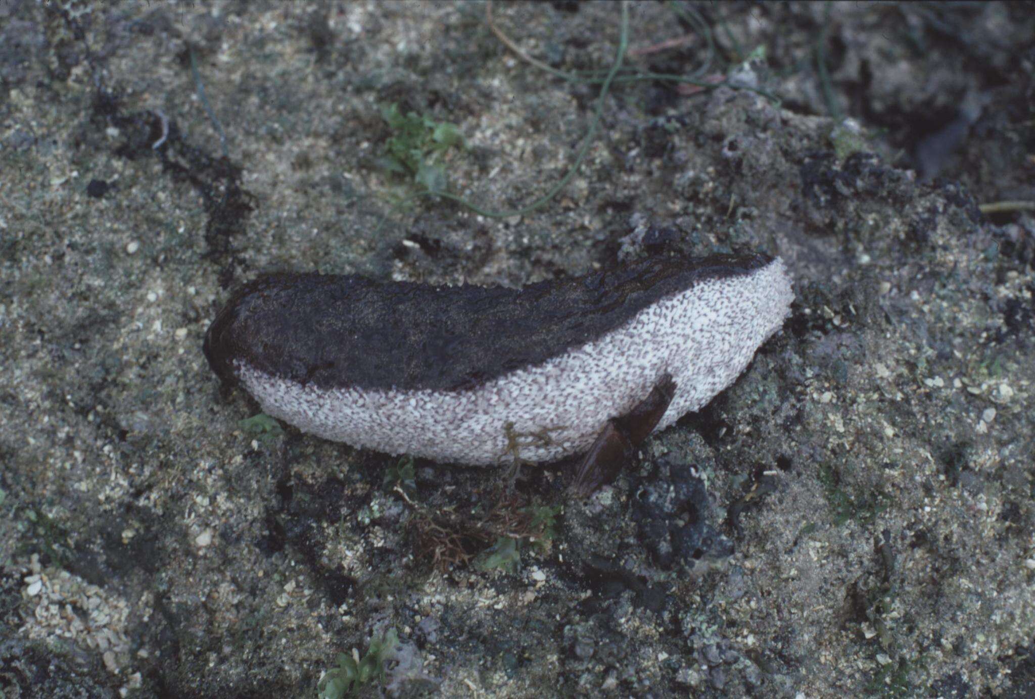 Image of Actinopyga bannwarthi Panning 1944