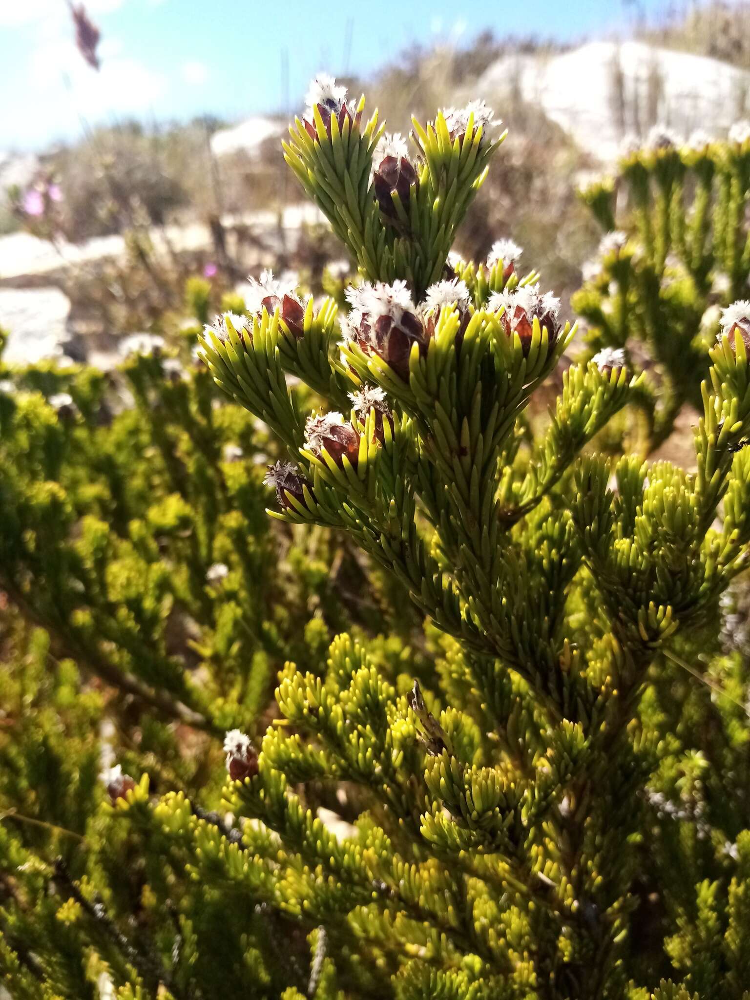 Image of Leucadendron sorocephalodes Phillips & Hutchinson