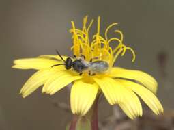 Plancia ëd Lasioglossum brevicorne (Schenck 1870)