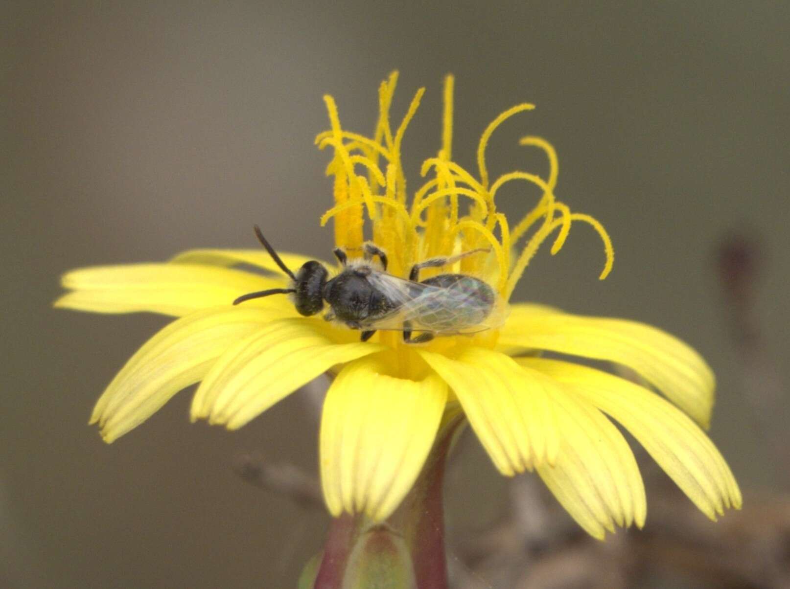 Plancia ëd Lasioglossum brevicorne (Schenck 1870)