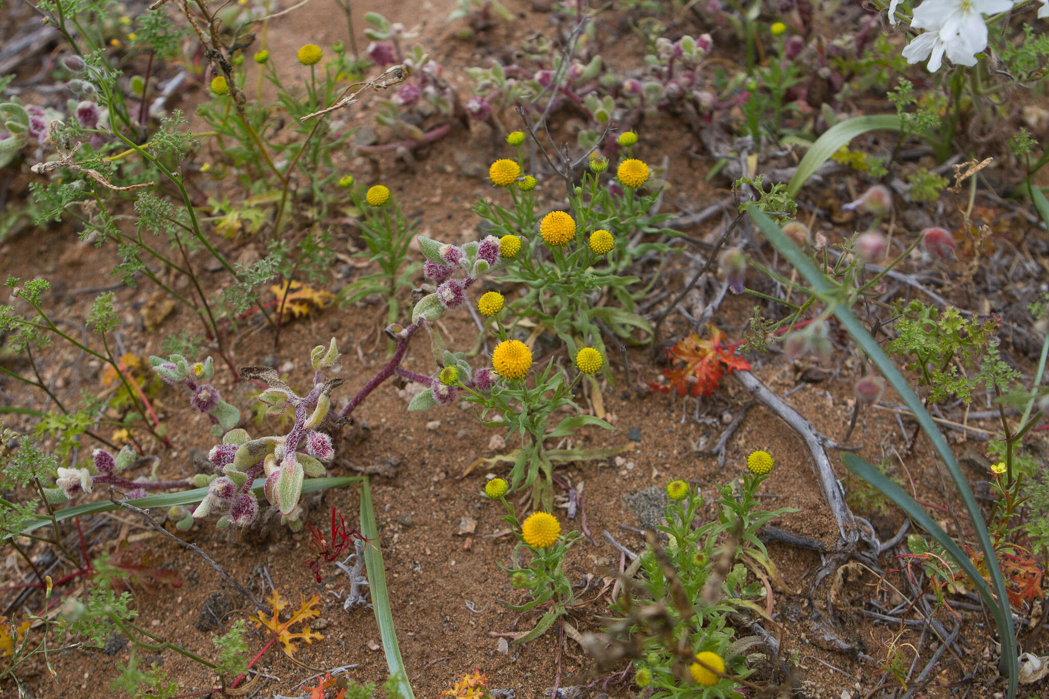 Image of Helenium atacamense Cabrera