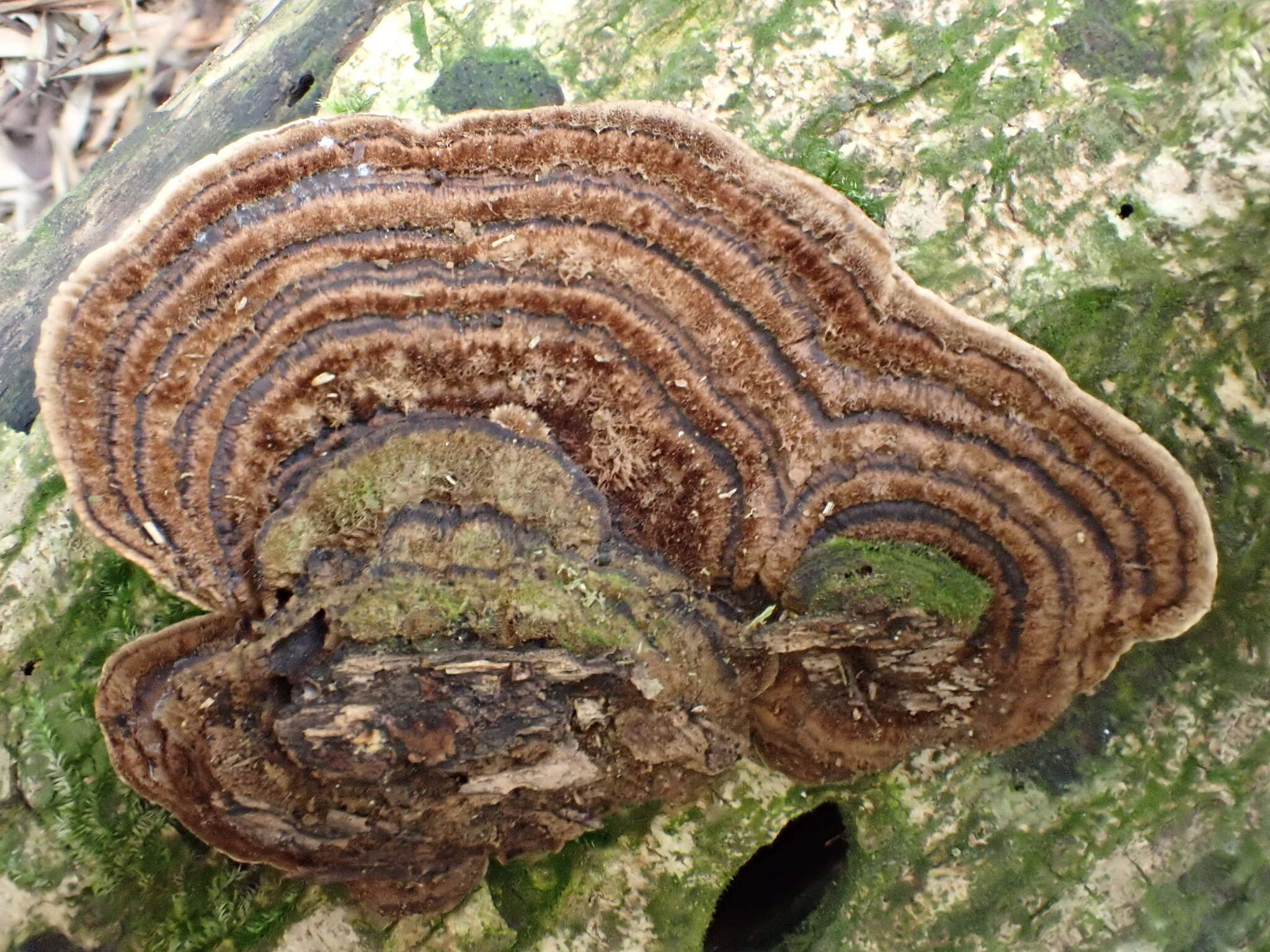 Image of Trametes hirta (P. Beauv.) Zmitr., Wasser & Ezhov 2012