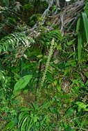 Image of Aletris spicata (Thunb.) Franch.