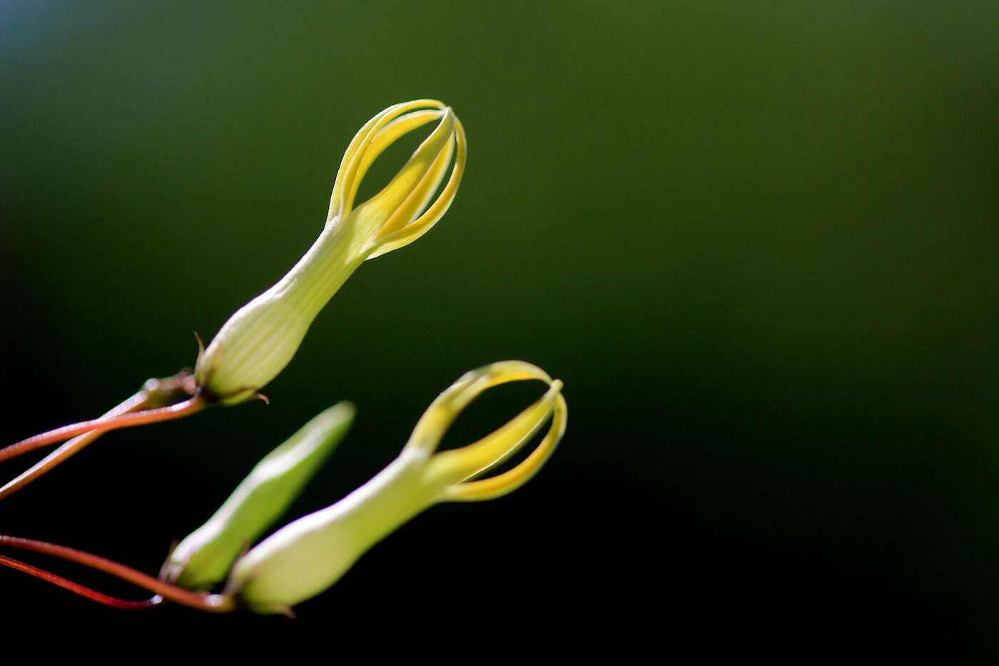Imagem de Riocreuxia polyantha Schltr.