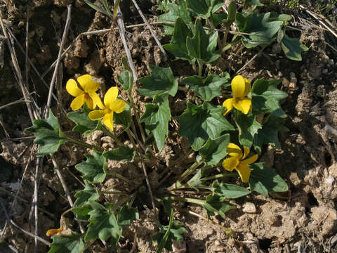 Image of goosefoot violet