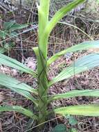 Image of terrestrial cowhorn orchid