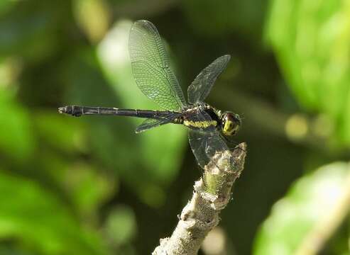 Image of <i>Agrionoptera longitudinalis biserialis</i> Selys 1879