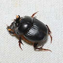 Image of Onthophagus capella Kirby 1818