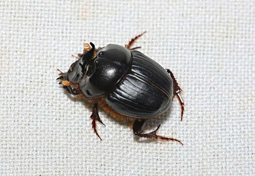 Слика од Onthophagus capella Kirby 1818