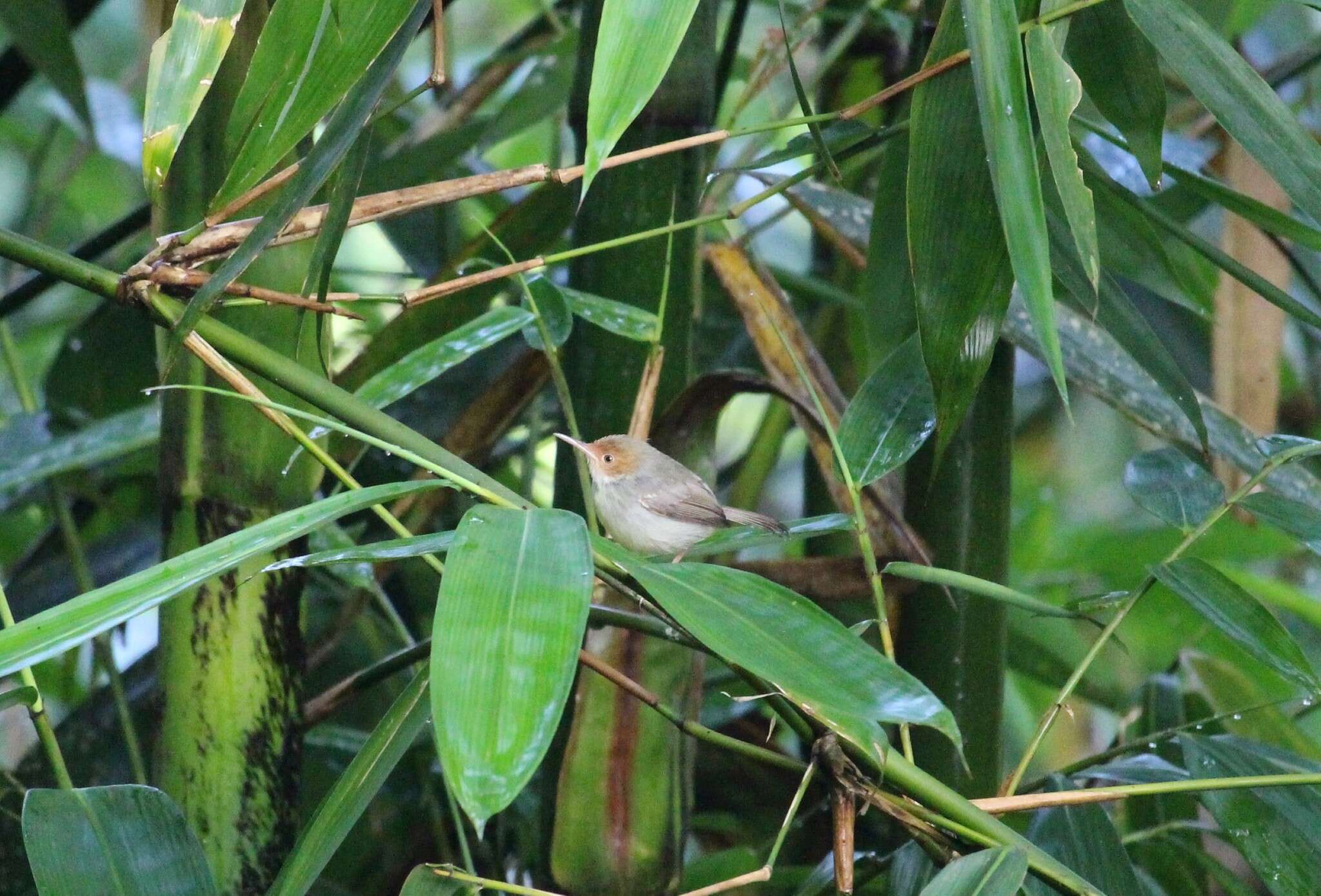 Image of Olive-backed Tailorbird