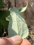 Image of Erect silky leather-flower