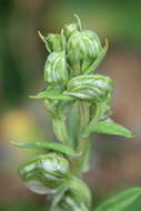 Image of Banded greenhood